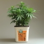 Preview: Grow Bucket Living Soil organic